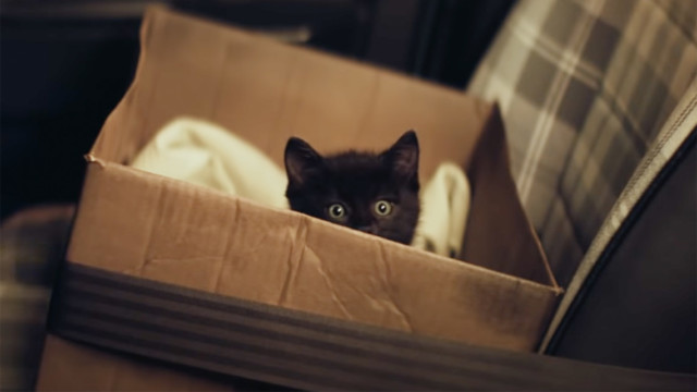 an-adorable-kitten-makes-this-dutch-lottery-ad-an-instant-crowd-pleaser